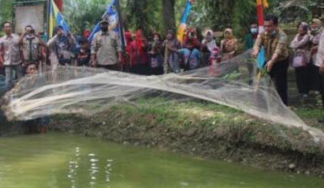 Bupati Merangin saat panen ikan nila di kolam komunitas pembudidaya ikan di Kabupaten Merangin Jambi (Dok. Humas Pemkab Merangin / Mattanews.co)