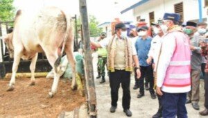 Tradisi Menyembelih Sapi Jadi Wujud Syukur Pembangunan Pelabuhan Internasional di Banyuasin