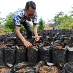 Anak Muda Ciamis Gemari Tanam Padi di Polibag
