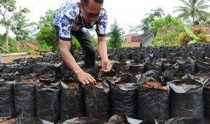 Anak Muda Ciamis Gemari Tanam Padi di Polibag