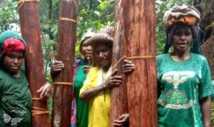 Demi Lestarikan Rumah Adat, Perempuan Pugatadi Rela Pikul Kulit Kayu dari Hutan