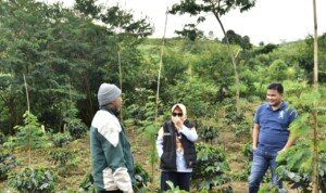 Kopi Arabica Semende Binaan PTBA Tak Kalah Kelas
