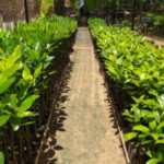 Persemaian Mangrove Skala Besar dan Mangrove Center of Excellence Terwujud, Indonesia akan Jadi Pusat Mangrove Dunia