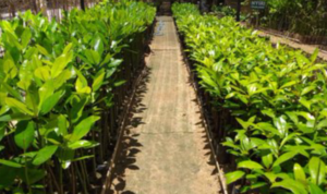 Persemaian Mangrove Skala Besar dan Mangrove Center of Excellence Terwujud, Indonesia akan Jadi Pusat Mangrove Dunia