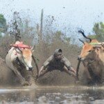 Asyik.. Pesta Pacu Jawi Akan Kembali Digelar di Tanah Datar