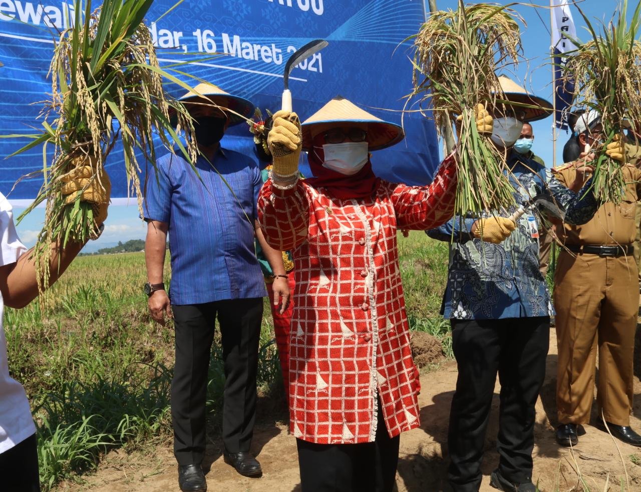 Wakil Gubernur Sulawesi Barat, Enny Anggraeni Anwar, saat menghadiri sekaligus membuka acara panen raya Pilot Project Pemupukan Tepat Guna Gapoktan Padi Sipatuo di Desa Indo Makkombong, Kecamatan Matakali, Kabupaten Polewali Mandar, Selasa (16/3/2021).