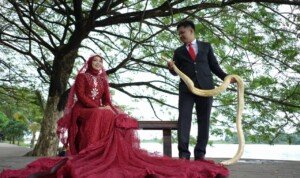 Usung Konsep Antimainstream, Calon Pengantin di Palembang Foto Prawedding Pakai Ular
