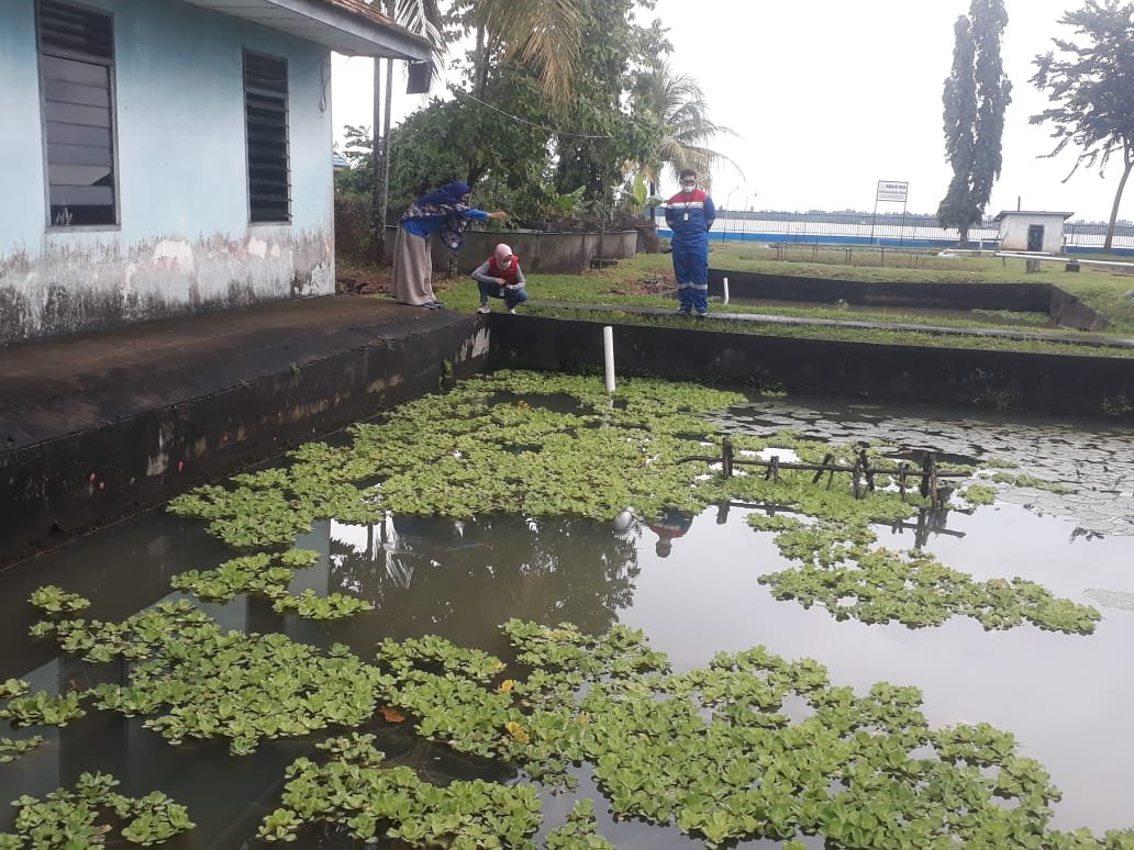 Pertamina RU IIII dan Balai Riset Perikanan UmumTebar benih ikan belida