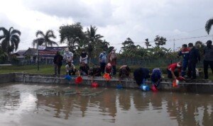 Budidaya Berhasil, BRPPUPP-Pertamina RU III Tebar Ratusan Benih Ikan Belida