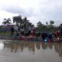 Pertamina RU IIII dan Balai Riset Perikanan UmumTebar benih ikan belida