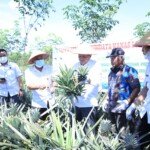 Dua Ladang Nanas Prabumulih, Wako Ridho Yahya Panen Perdana