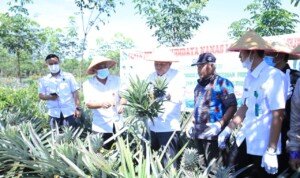 Dua Ladang Nanas Prabumulih, Wako Ridho Yahya Panen Perdana