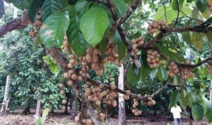 Berkah Tol Trans Sumatra, Duku Komering Tetap Segar dan Manis di Pulau Jawa