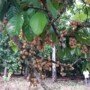 Kebun duku Komering di Desa Rasuan, Kecamatan Madang Suku II, OKU Timur.