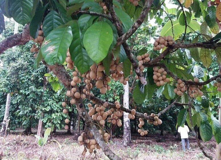 Kebun duku Komering di Desa Rasuan, Kecamatan Madang Suku II, OKU Timur.
