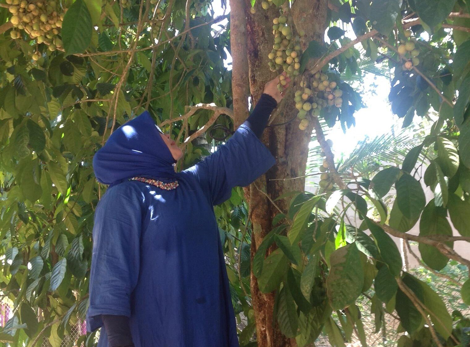 Ida Syahrul, pemilik kebun duku di OKU Timur yang sedang panen duku.