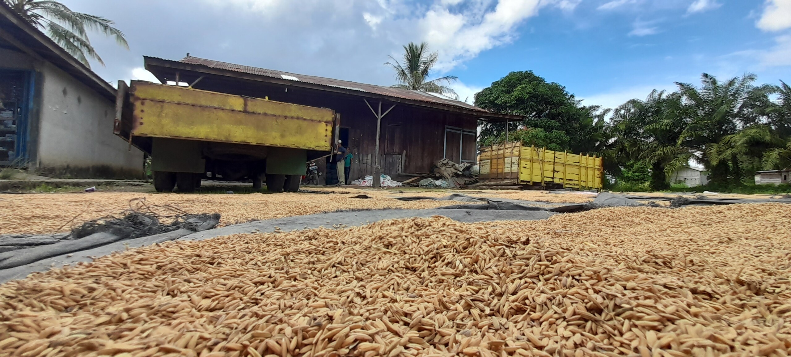 Petani di Sumsel sedang melakukan aktivitas pengeringan gabah sebelum masuk ke penggilingan beras.