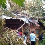 Angin Kencang Tumbangkan Pohon dan Rusak Rumah Warga di Tanah Datar