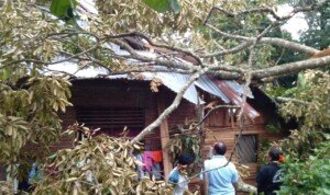 Angin Kencang Tumbangkan Pohon dan Rusak Rumah Warga di Tanah Datar