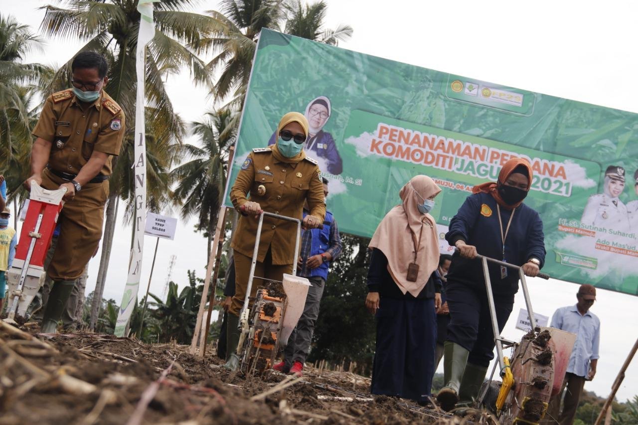 Bupati Mamuju menghadiri kegiatan launching diseminasi teknologi Badan Litbang Pertanian dan agro inovasi super tani di kecamatan Papalang kabupaten Mamuju Selasa, ( 6/4/ 2021).