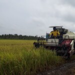 Optimalisasi Bulog Serap Beras Berbuah Senyum Manis Petani