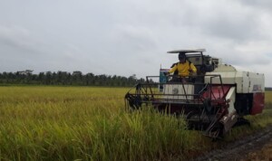 Optimalisasi Bulog Serap Beras Berbuah Senyum Manis Petani