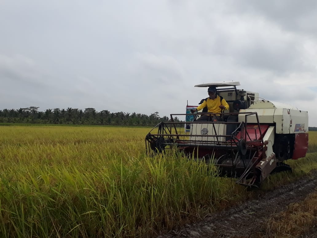 Petani di Desa Sri Karang Rejo melakukan panen di area persawahan.