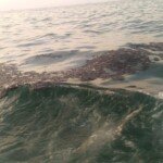 Akibat Kebocoran Pipa Minyak Pertamina, SNNU Desak GM PHE ONWJ Segera Dicopot Dari Jabatannya