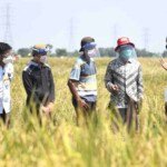 Presiden Tinjau Panen Padi dan Berdialog dengan Petani di Indramayu