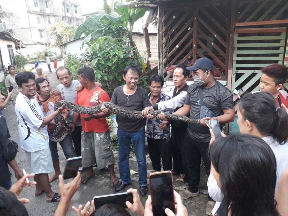 Ular Sanca Batik sepanjang 4 meter bersarang di rumah warga di Rusun 26 Ilir Palembang (Dok. Humas Komunitas Sanca Batik / Mattanews.co)