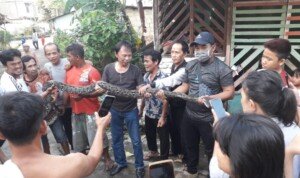 Di Ubin Rumah Warga di Palembang, Ular Sanca Batik Berukuran 4 Meter Bersarang