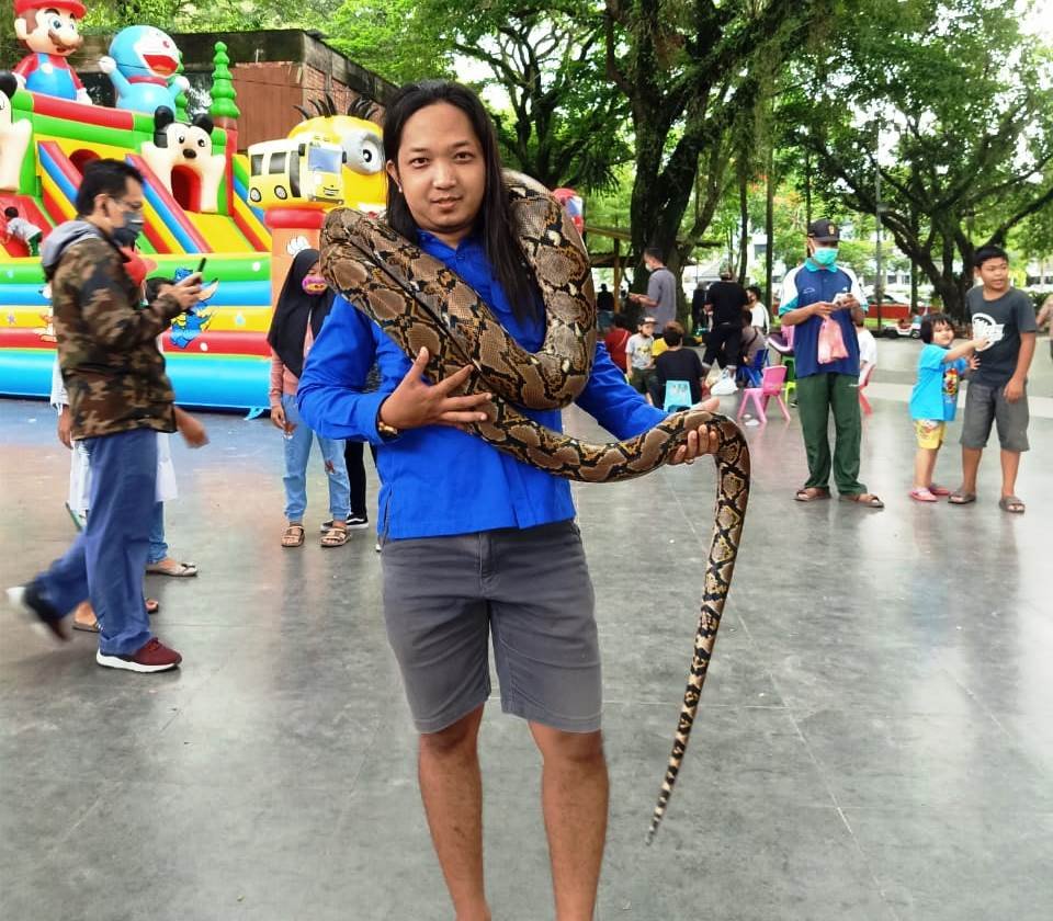 Sadam Belore, anggota Komunitas Sumsel Reptil berfoto bersama ular sanca batik berukuran besar (Dok. Sadam Belore / Mattanews.co)