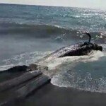 Sulit Dikuburkan, Paus Pilot Terdampar Ditenggelamkan di Lombok Utara