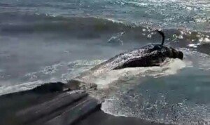 Sulit Dikuburkan, Paus Pilot Terdampar Ditenggelamkan di Lombok Utara
