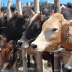 Indikasi Antraks, Puluhan Hewan Ternak Mati di Desa Sidomulyo, Bupati Tulungagung Berikan Penjelasan