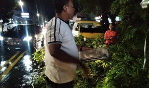 Pohon Tumbang di Lubuklinggau, Nyaris Menimpa Mobil Taksi