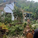 Akibat Hujan Deras Pohon Tumbang  Timpa Rumah Sumaji