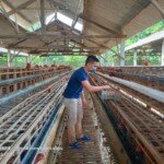 Rahasia Sukses, Pengusaha Muda Peternak Ayam Petelur