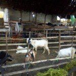 Jelang Hari Raya Idul Adha, Ponpes Kiai Marogan Luncurkan Program Patungan Berqurban