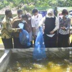 Bupati Karawang Resmikan Kampung Lele Mutiara Desa Sumurgede