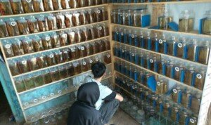 Situasi Pandemi Covid-19, Harga Ikan Cupang Tetap Stabil