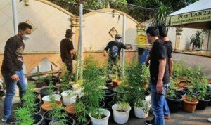 Polres Metro Jakarta Barat Gerebek Satu Rumah Budidaya Ganja Sistem Hidroponik