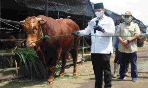 Wagub Ariza Serahkan Sapi Limosin di RPH Cakung, Imbau Warga Laksanakan Ibadah Kurban Sesuai Prokes