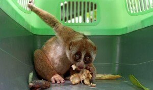 BKSDA Aceh Utara Kembalikan Kukang Sumatera ke Habitatnya