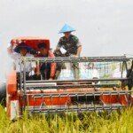 Lewat Program Food Estate, OKI Ditetapkan Sebagai Penyangga Pangan Nasional