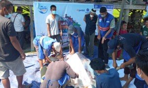 Warga Desa Pulau Kijang Antusias Kurban Sapi DT Peduli Sumsel