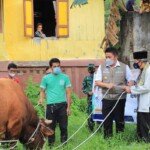 Herman Deru Sebar 100 Ekor Sapi untuk Masyarakat Sumsel