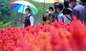 Resmikan Kampoeng Wisata Ya Samman Cindo, Herman Deru Dorong Jadi Wisata Edukasi Pertanian