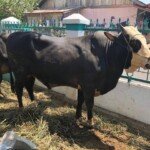 Ini Tips Penting Saat Membeli Hewan Kurban