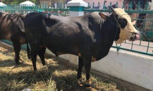 Ini Tips Penting Saat Membeli Hewan Kurban